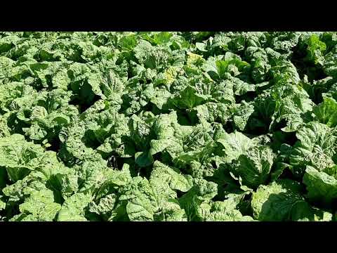 Видео: Пекинская капуста сорт Моноко