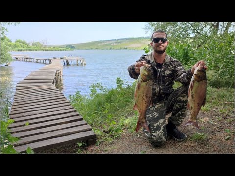 Видео: РЫБАЛКА НА ТОЛСТОЛОБИКА В КРАСИВОМ МЕСТЕ. Рыбалка с ночёвкой 2023