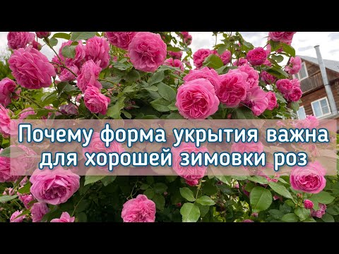 Видео: Приветствую, дорогие друзья! Почему форма укрытий играет значительную роль в успешной зимовке роз.