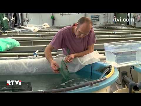 Видео: Чудо в пустыне: сельское хозяйство Израиля