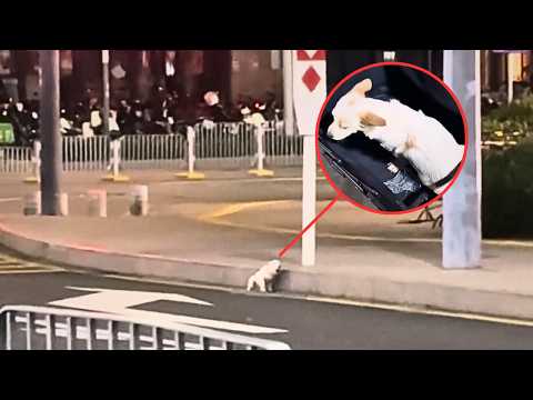 Видео: Бездомная собака, попавшая в аварию, свернулась у обочины и плакала, но так и не получила внимания.