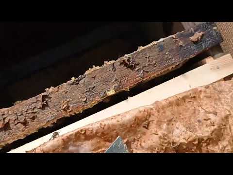 Видео: Ловля роев. 2022.Рои, ловушки и места.
