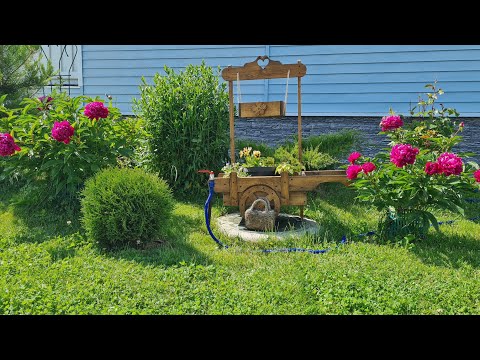 Видео: Дача. Сад, огород. Всё просто и без прекрас. Последний день июня.