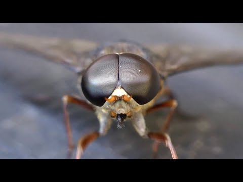 Видео: СЛЕПЕНЬ - ОПАСНЫЙ КРОВОПИЙЦА || ЖИВАЯ ЗЕМЛЯ ©