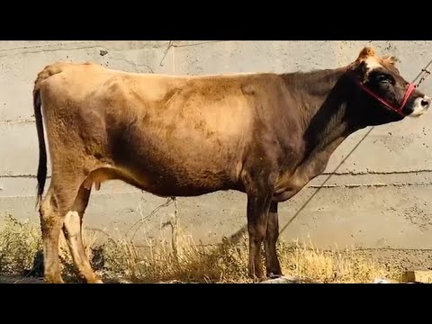 Видео: Молхои Босифат Арзон аз Акаи Дадахон Бугуз ва Оча Бача успет кун 10.октября 2025 г