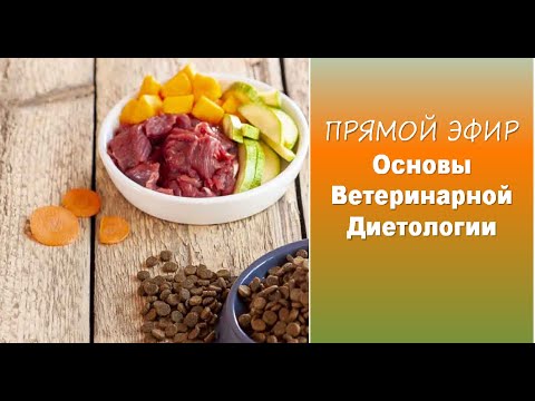 Видео: Прямой эфир "Основы ветеринарной диетологии" #ветдиетолог