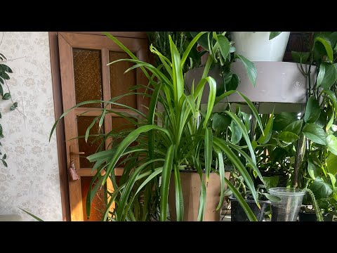 Видео: Цветы на фитильном поливе. Мои наблюдения и впечатления. За или против?