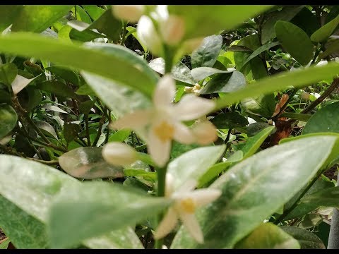 Видео: Цветение разных сортов кумкватов.