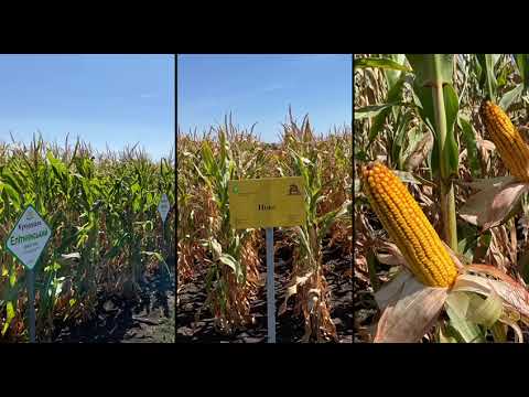 Видео: Демо посів в ІСГС НААН, вітчизняне краще!!! 27 серпня 2025 р.