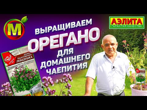 Видео: ЦЕЛЕБНЫЙ ЧАЙ ☕️ — Душица обыкновенная Лебедушка