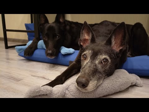 Видео: Апельсиновый эфир!