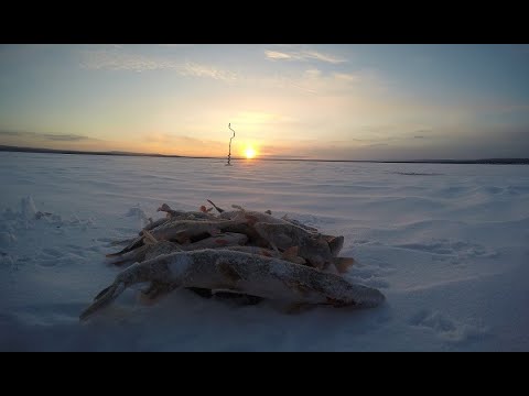 Видео: Открытие зимнего сезона 2022! злые щуки ломают балансиры