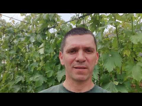 Видео: Жирующий куст винограда-что делать?WhatsApp +79885453295 тел.+79085079306