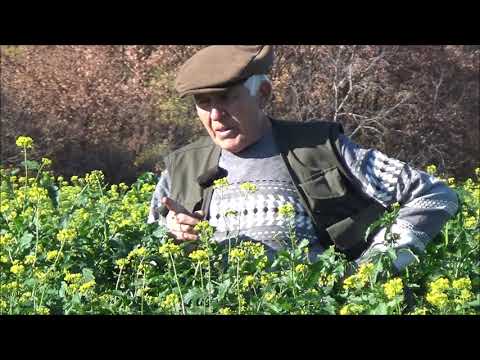 Видео: Состояние самосева горчицы белой на 25.10.2021. Октябрь 2021