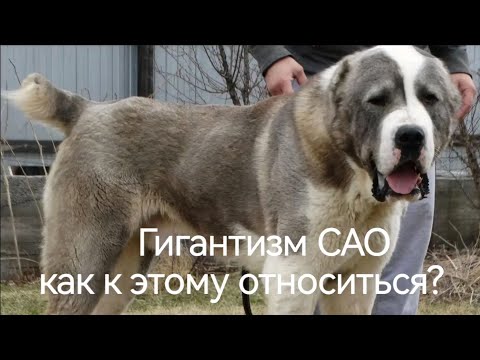 Видео: ГИГАНТИЗМ САО.                               Как к этому относиться?