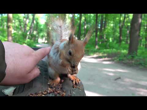 Видео: О старенькой белке / About an old squirrel