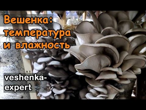 Видео: Влажность и температура для выращивания вешенки.