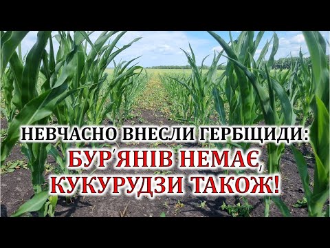 Видео: Невчасно внесли гербіциди: бур'янів немає, кукурудзи також!