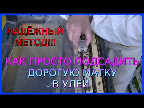 Видео: ❤ Надёжный способ подсадки дорогих маток в улей ❤