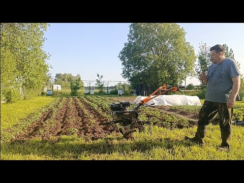 Видео: Огород - Первое окучивание картошки 2025