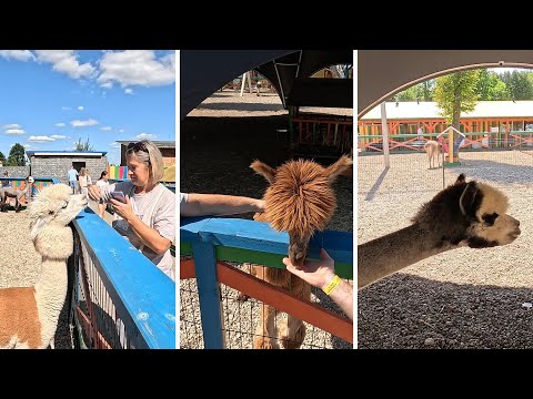 Видео: АЛЬПАКА ПАРК-ЭКСКУРСИЯ С ВНУКАМИ! 15.08.2025 г.
