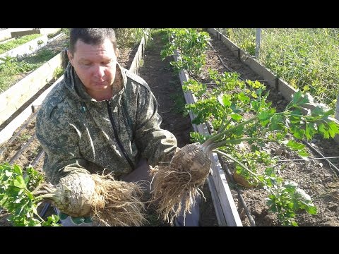 Видео: Корневой сельдерей – выращивание в урожайных грядках