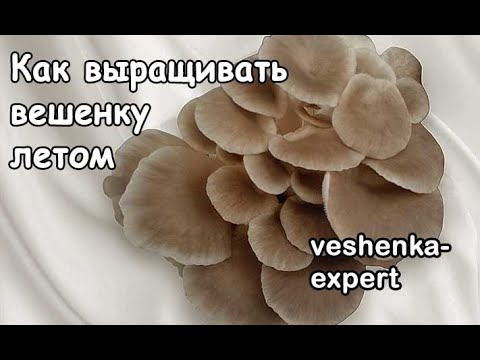 Видео: Как выращивать вешенку летом. Летние штаммы вешенки. Летняя вентиляция в камере выращивания