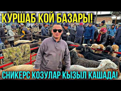 Видео: КОЙЛОР КЫМБАТБЫ БҮГҮН 🤯 #байтв