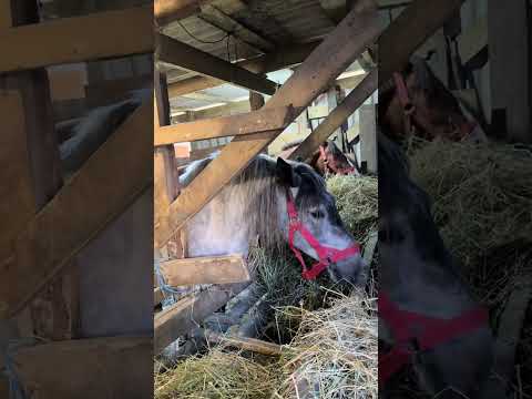Видео: 🥛 А ви колись куштували кобиляче молоко?