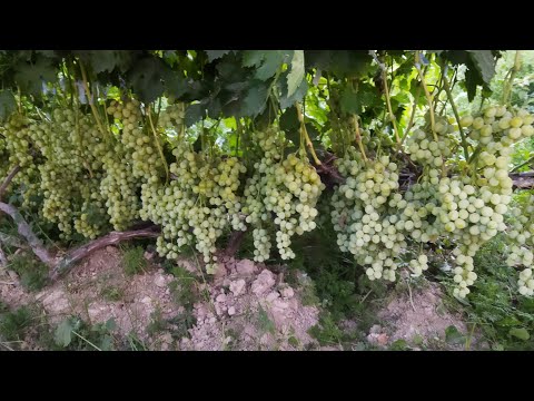 Видео: Жүзімнің мол өнім беруі. Жүзім өнімін улкейту. Жүзім өсіру.