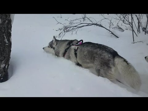 Видео: Прощай 2023! 🐾🌲#huskyidel #сибирскийхаски #челябинск