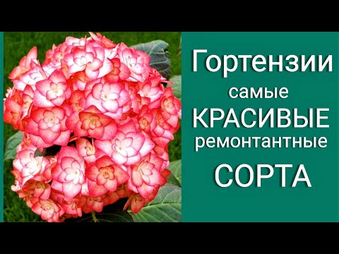 Видео: Гортензия. Самые КРАСИВЫЕ ремонтантные СОРТА. Обзор коллекции.