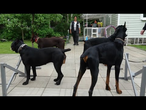 Видео: ДТ - 366. Кане-корсо и три добермана - укрощение строптивых