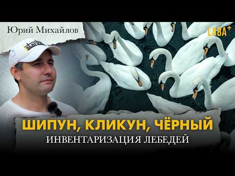Видео: Шипун, кликун, чёрный: орнитологическая инвентаризация лебедей. Юрий Михайлов