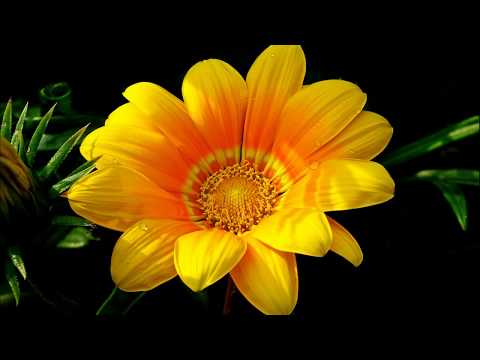 Видео: День Рожденья осенью прекрасно! Елена Ваймер