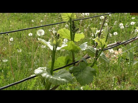 Видео: Нормировка и нагрузка винограда после заморозков. Как сформировать куст с учетом повреждений