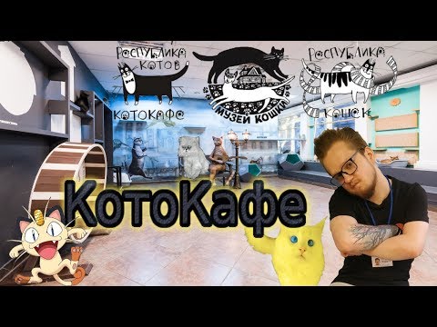 Видео: Обзор на КотоКафе | Повелитель кисок. Мур. Мяу.