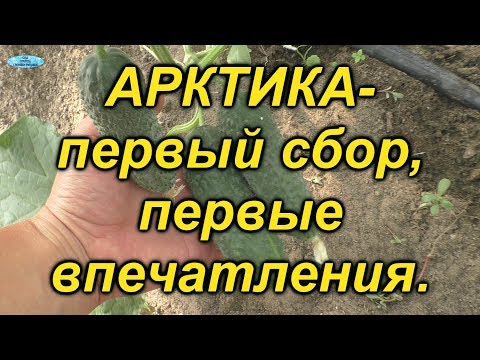 Видео: Арктика. Первый урожай!!!