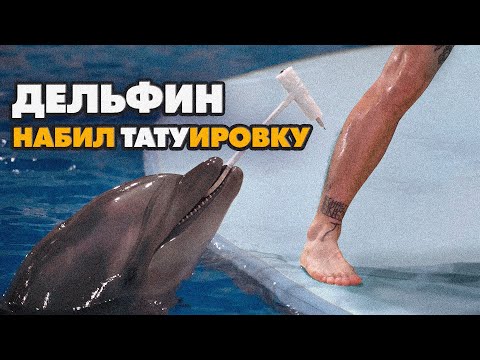 Видео: ДЕЛЬФИН БЬЕТ ТАТУИРОВКУ! | ГАБАР