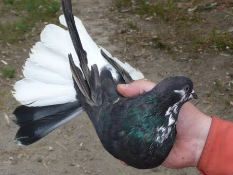 Видео: В гостях у голубеводов Романа Зеновича г. Димитро / visiting the pigeon breeders Roman Zenovich