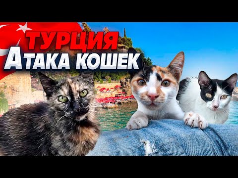 Видео: Турция 2024. Атака кошек. Запретные полеты на дроне. Сделал новые зубы.