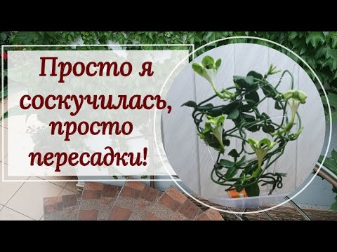 Видео: Просто я соскучилась! 🥰 Просто пересадки!