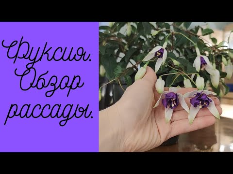 Видео: ФУКСИЯ. Цветет Blue Angel. Формировка кроны деревьев.