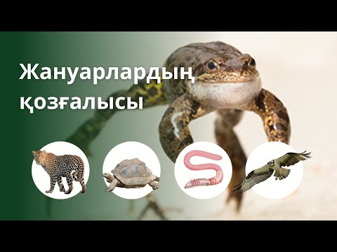 Видео: Жануарлардың қозғалысы. Движение животных. 7 сынып биология. 7 класс биология. БЖБ СОР