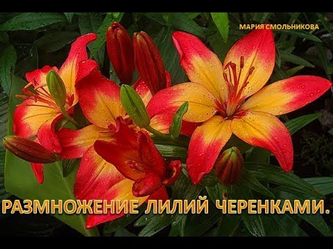 Видео: Размножение лилий черенками.