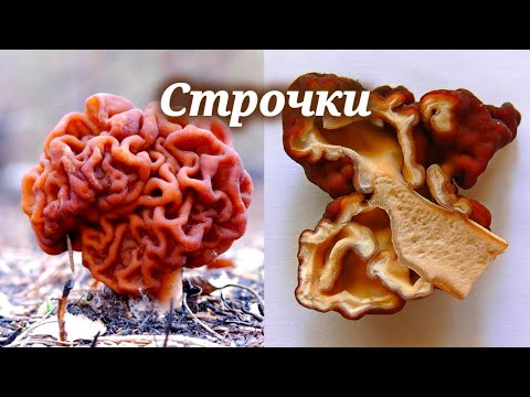 Видео: Строчок обыкновенный ядовит? Узнаем всю правду о самом массовом весеннем грибе!