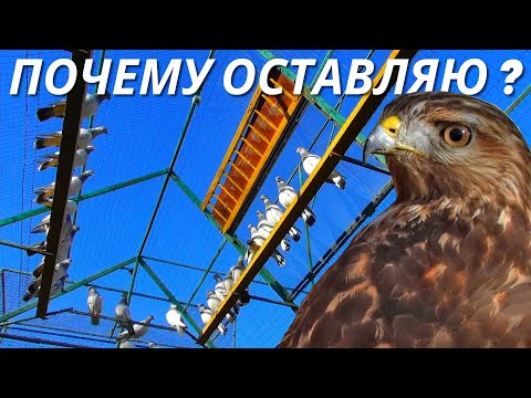 Видео: Особые голуби теперь как мишень для Хищника 🎯🦅 / pigeon pigeons