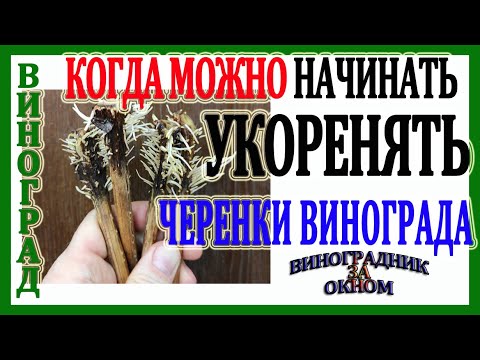 Видео: 🍇 Когда можно начинать укоренять черенки винограда. Как выбрать лучшее время для укоренения.