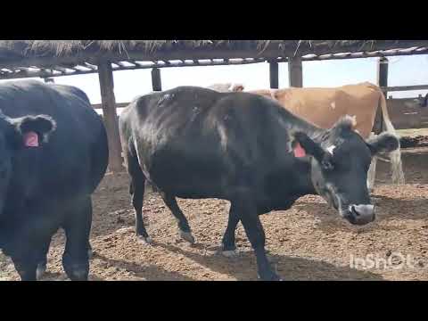 Видео: Осень скот разбредается.