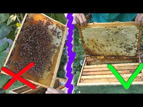Видео: Сколько должно быть меда для зимовки пчелам? Когда не нужно кормить пчел в зиму.